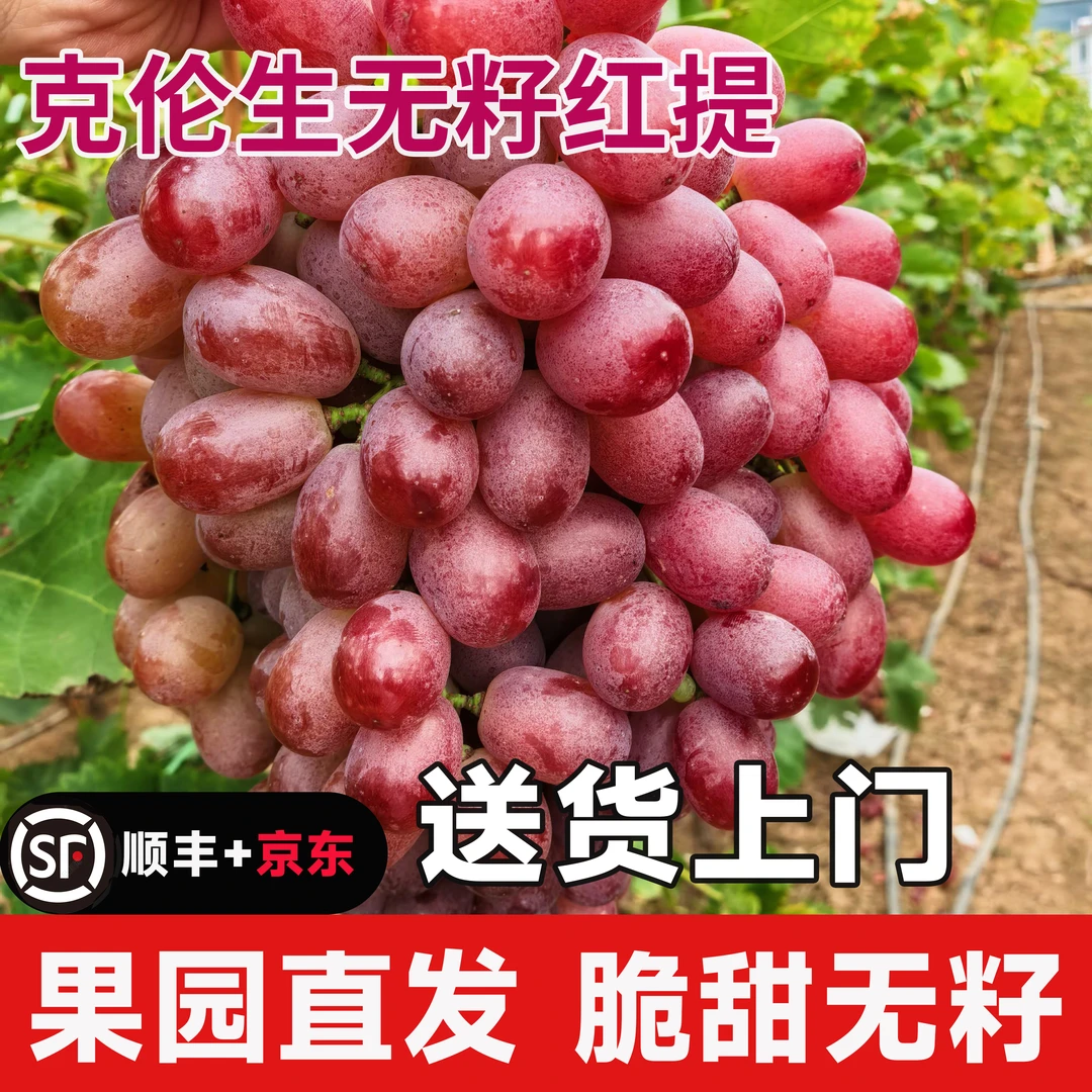 【顺丰京东包邮到家】克伦生葡萄云南大理新鲜现摘无籽红提当季水果