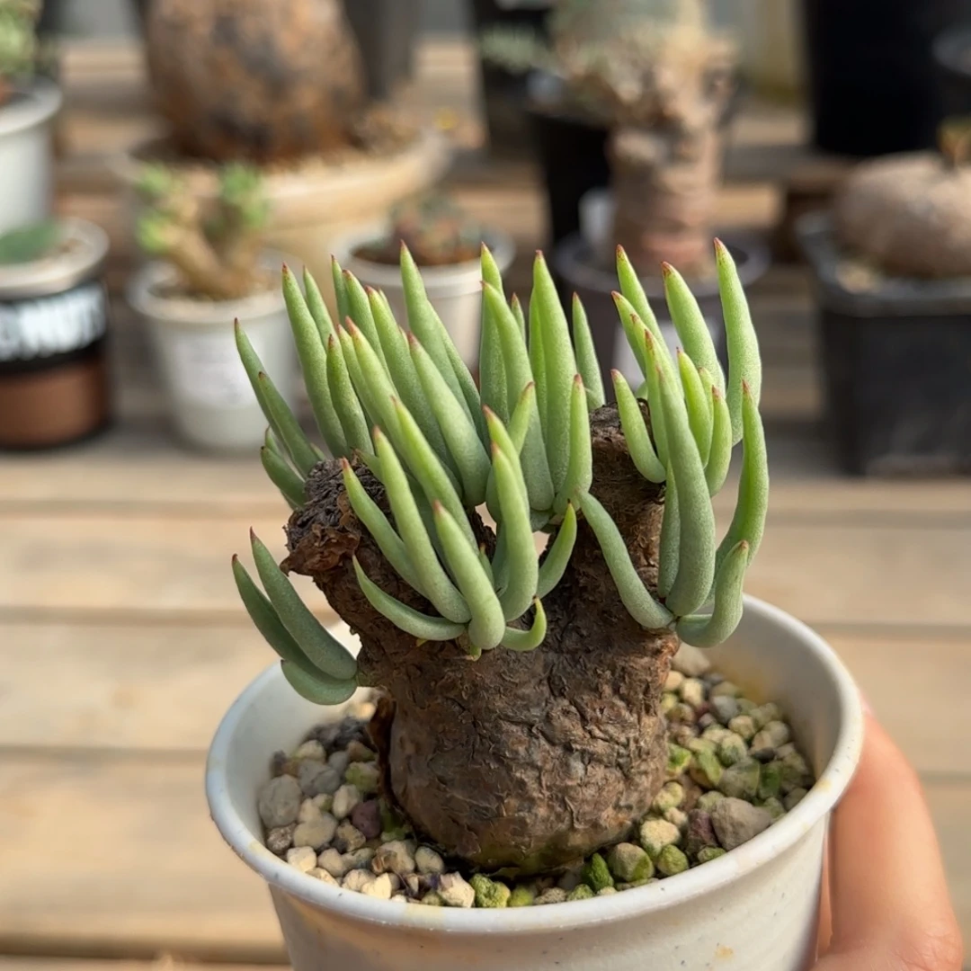 56白象块根植物