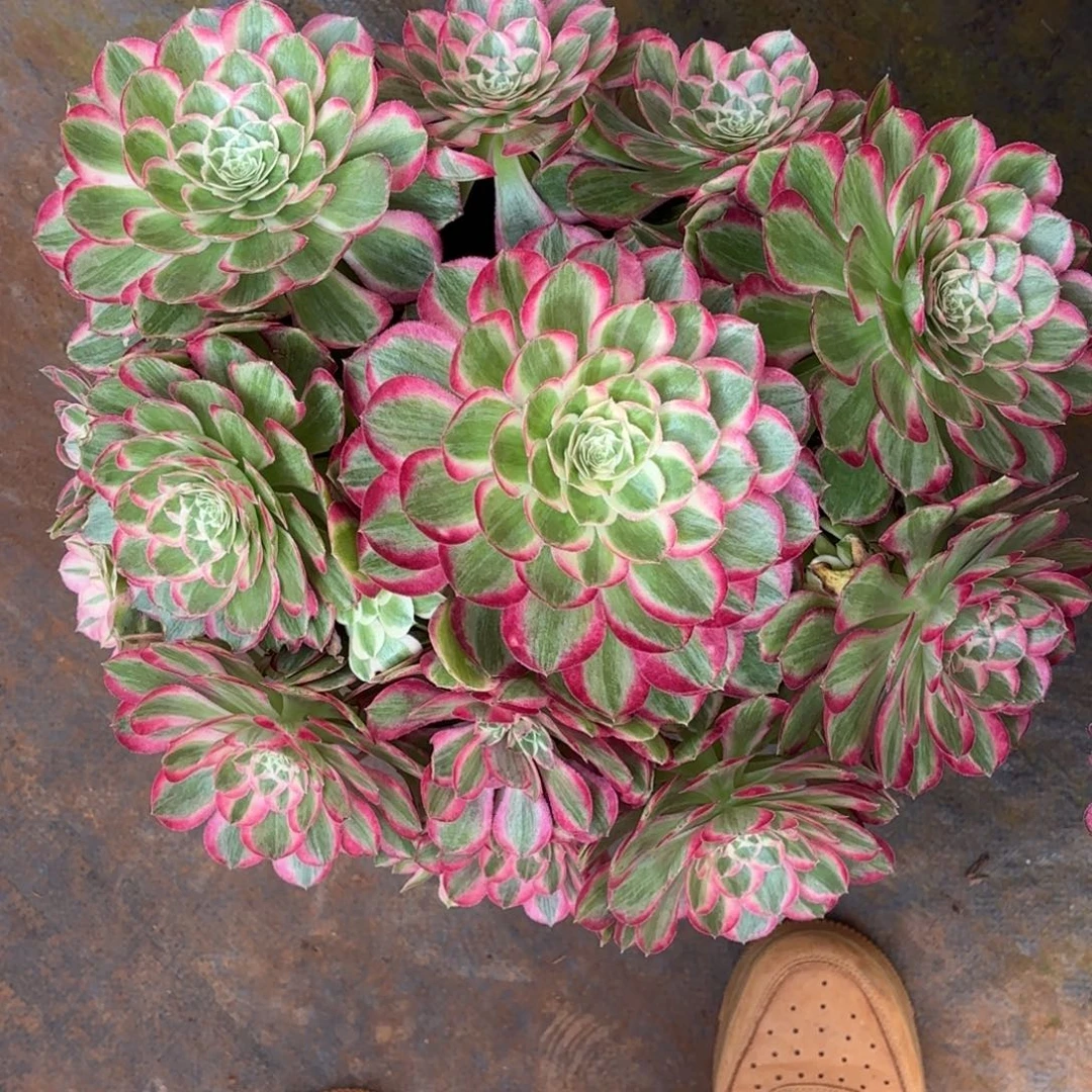云南多肉植物孔雀翎
