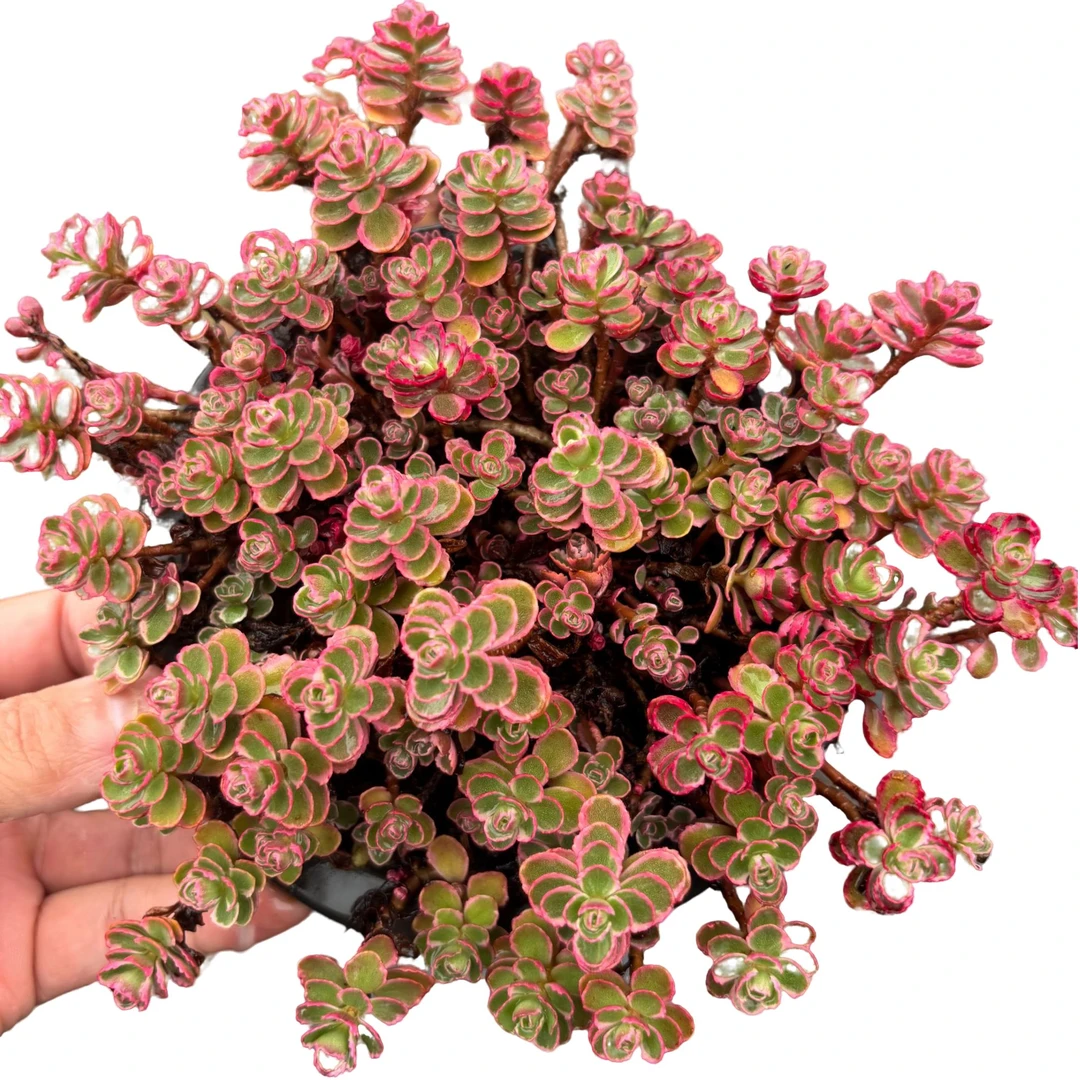 【小球玫瑰锦】带盆土 吊兰多肉盆栽 室内外可养 百荟多肉 2单包邮