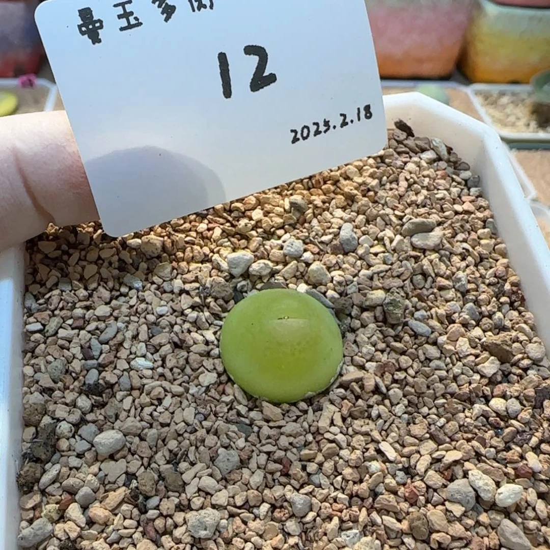 噗**?多肉多肉多肉2.18-012