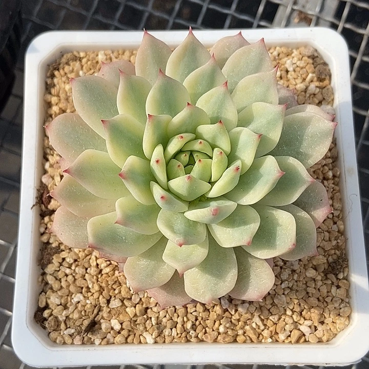 TP锦多肉植物多肉