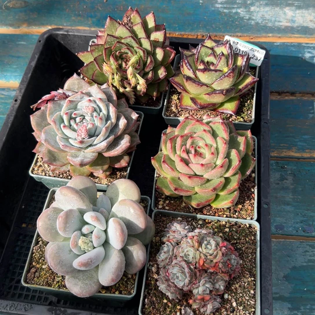 多肉精选编号0119.237