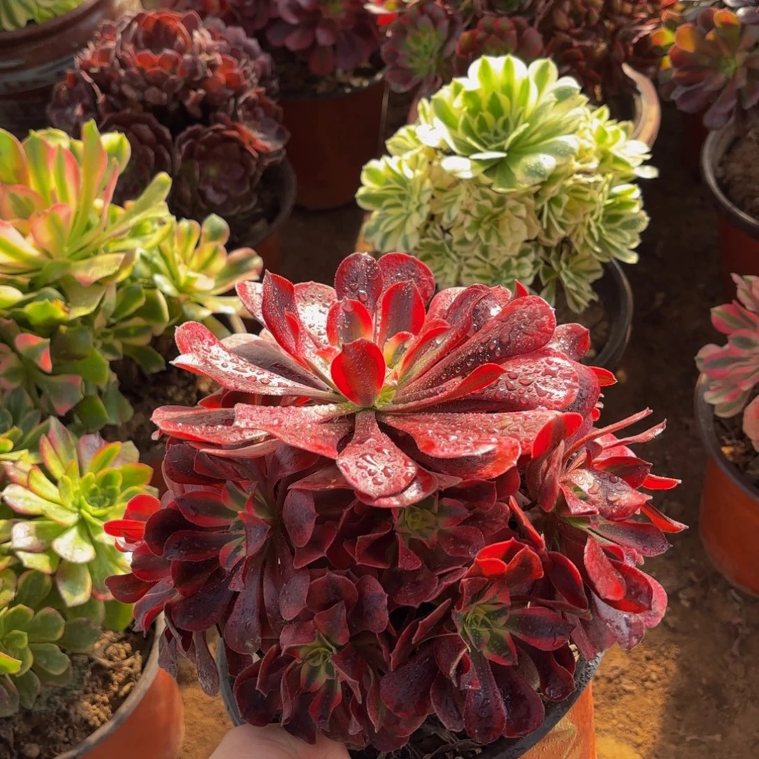 美杜莎手捧9.9多肉植物