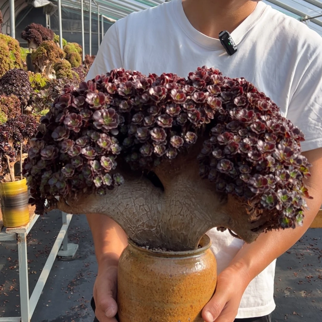 欧紫朵朵缀不带盆土