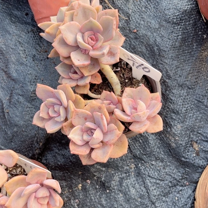 大**?晨语多肉一物一拍=10