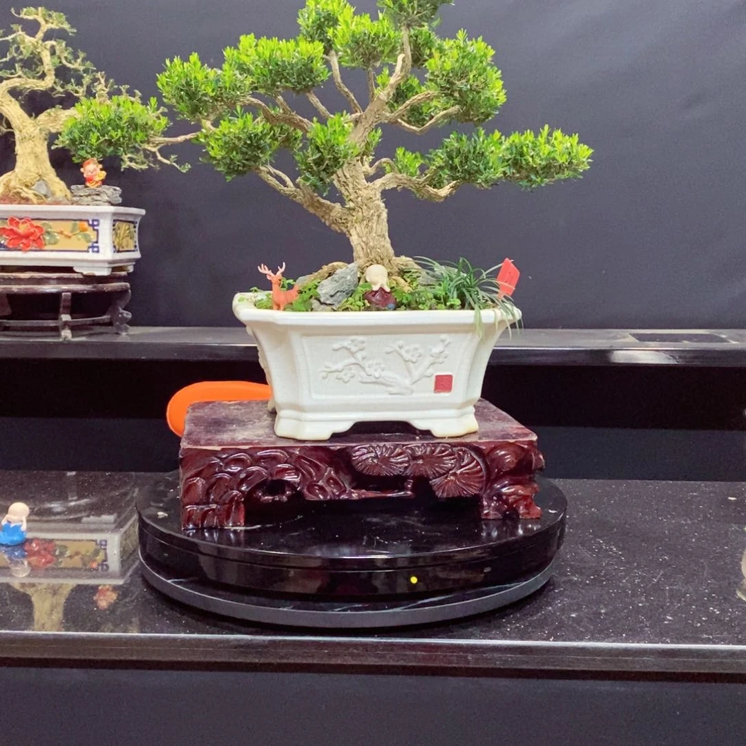 无花朵黄杨盆景雀舌软枝