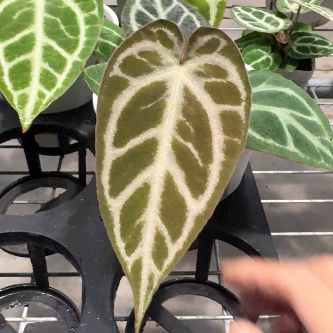 不开花植物Skg银杂铜锣烧