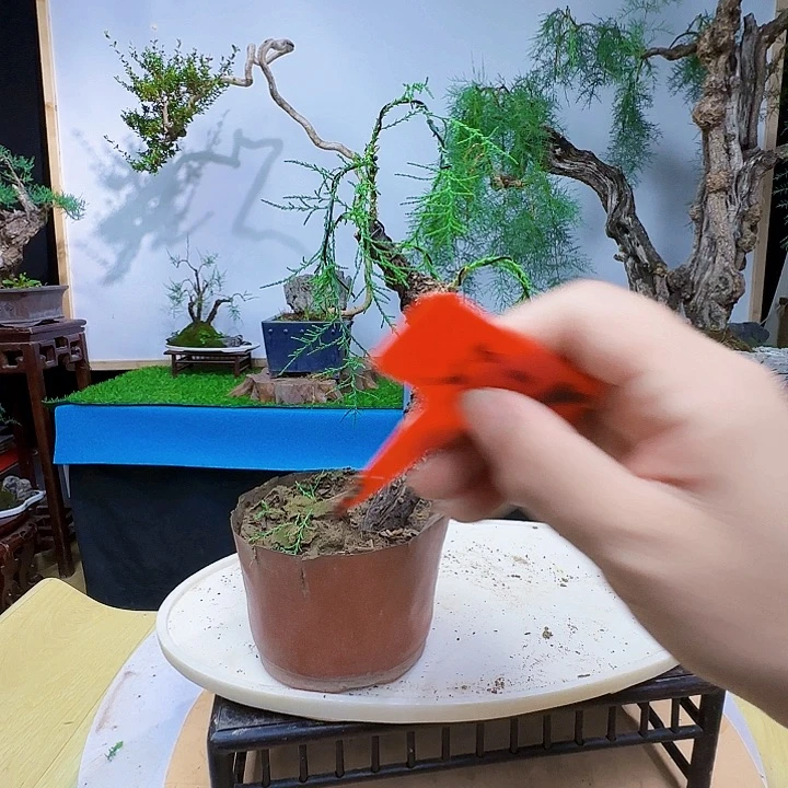 友***菜无花朵三春柳柽柳而沸腾狗狗
