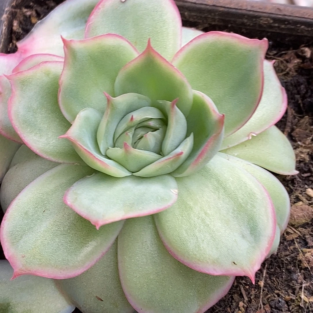 421侧影玫瑰哈哈哈哈哈