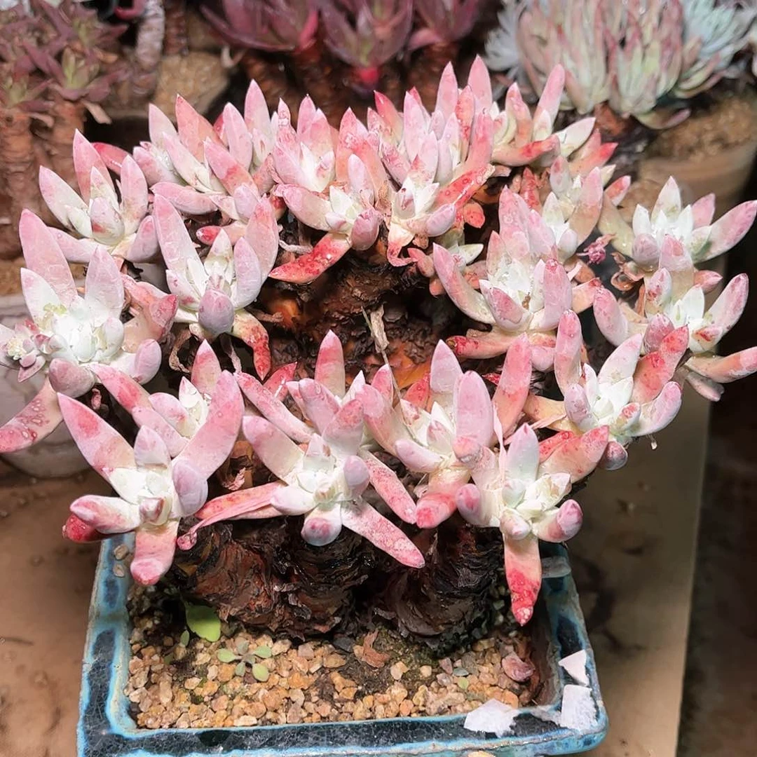 6657文森特仙女杯多肉