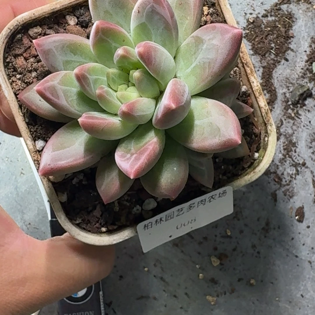 08  美人杂交 一物一拍