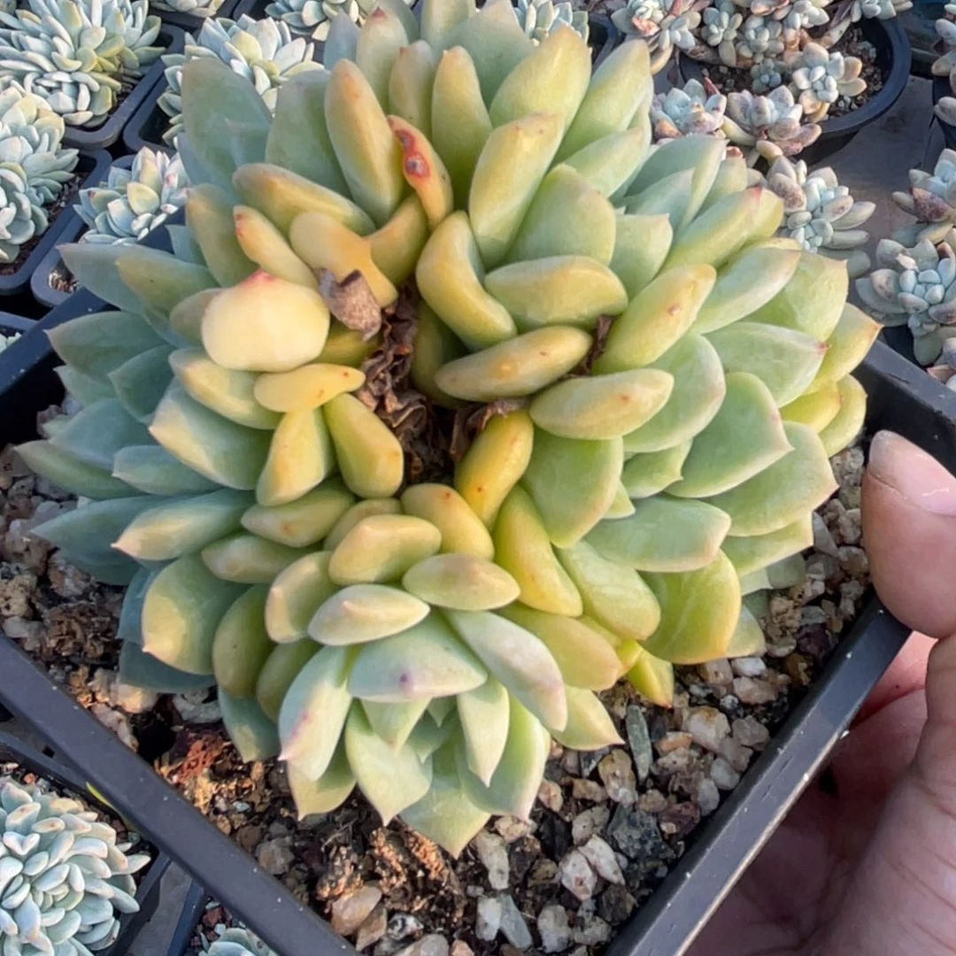 冰魄缀化朵朵缀叶插缀化58