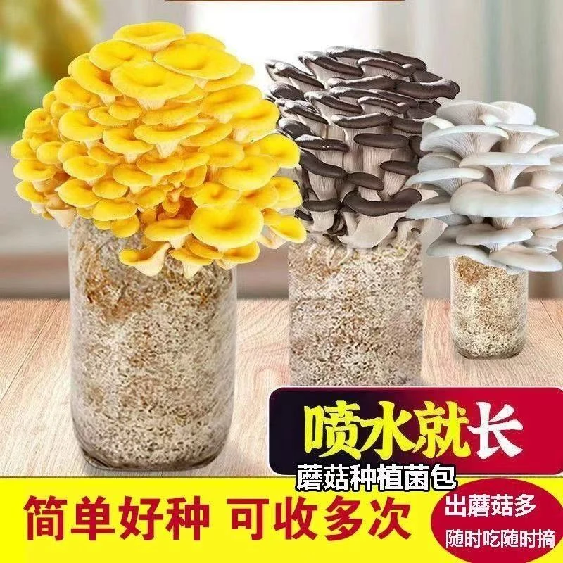 多茬采收好养的蘑菇菌包喷水就长可种植平菇的食用蘑菇