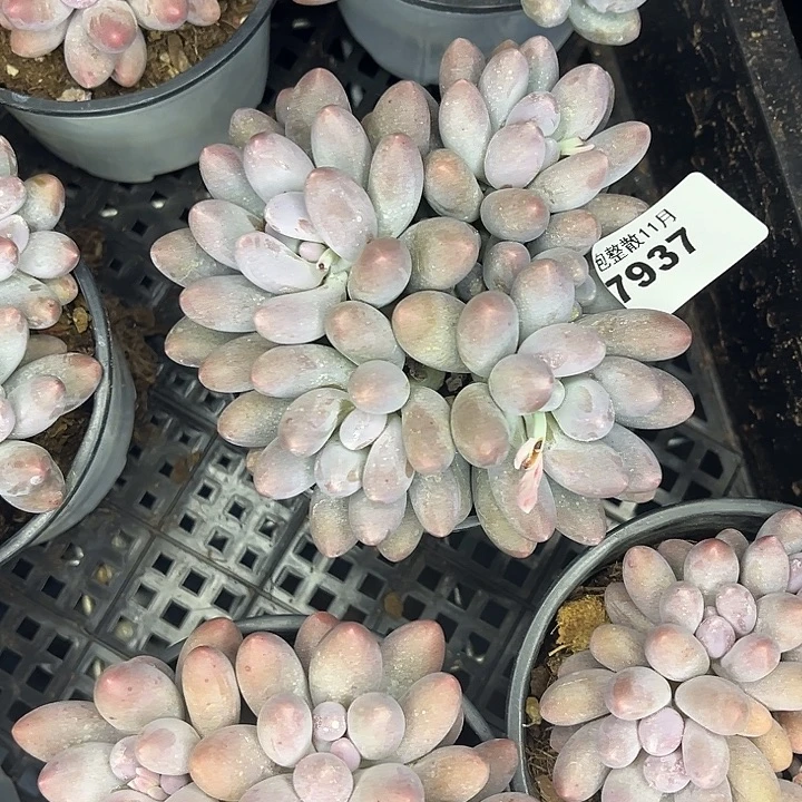 阿雅园艺。         7937