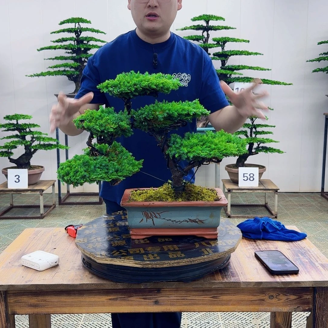 无花朵柏树造型盆景带盆