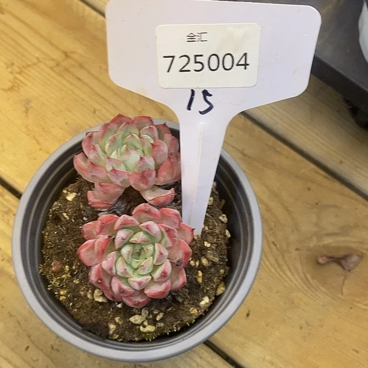 浅*725004洞庭去拍吧