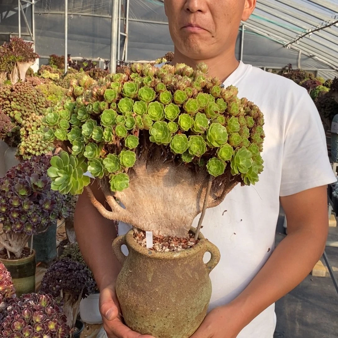 向***朵万圣节朵朵缀不带盆土轻微干伤