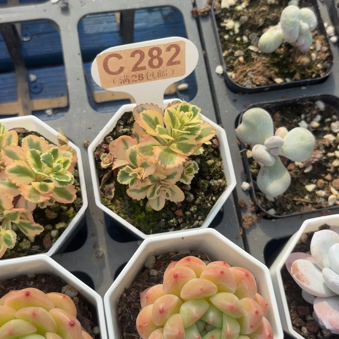 C282亚特兰蒂斯锦一物一拍