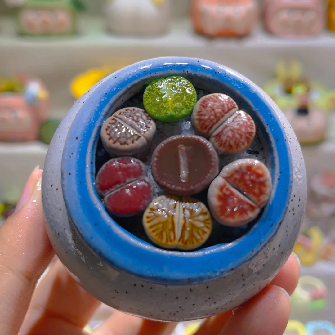 004高端多肉带盆土一套10