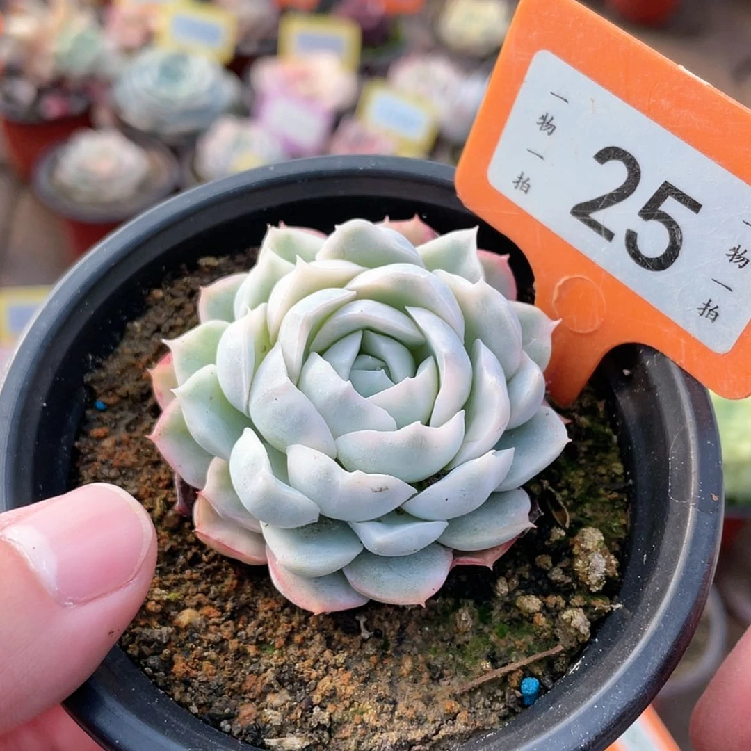 【闪购商品】老*三25号的