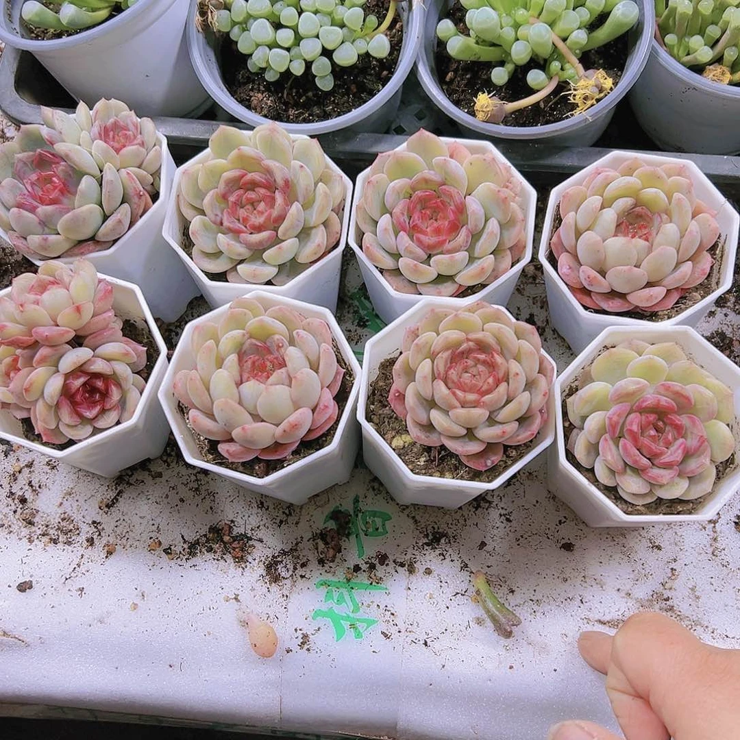 葡萄珍妮单头19包邮