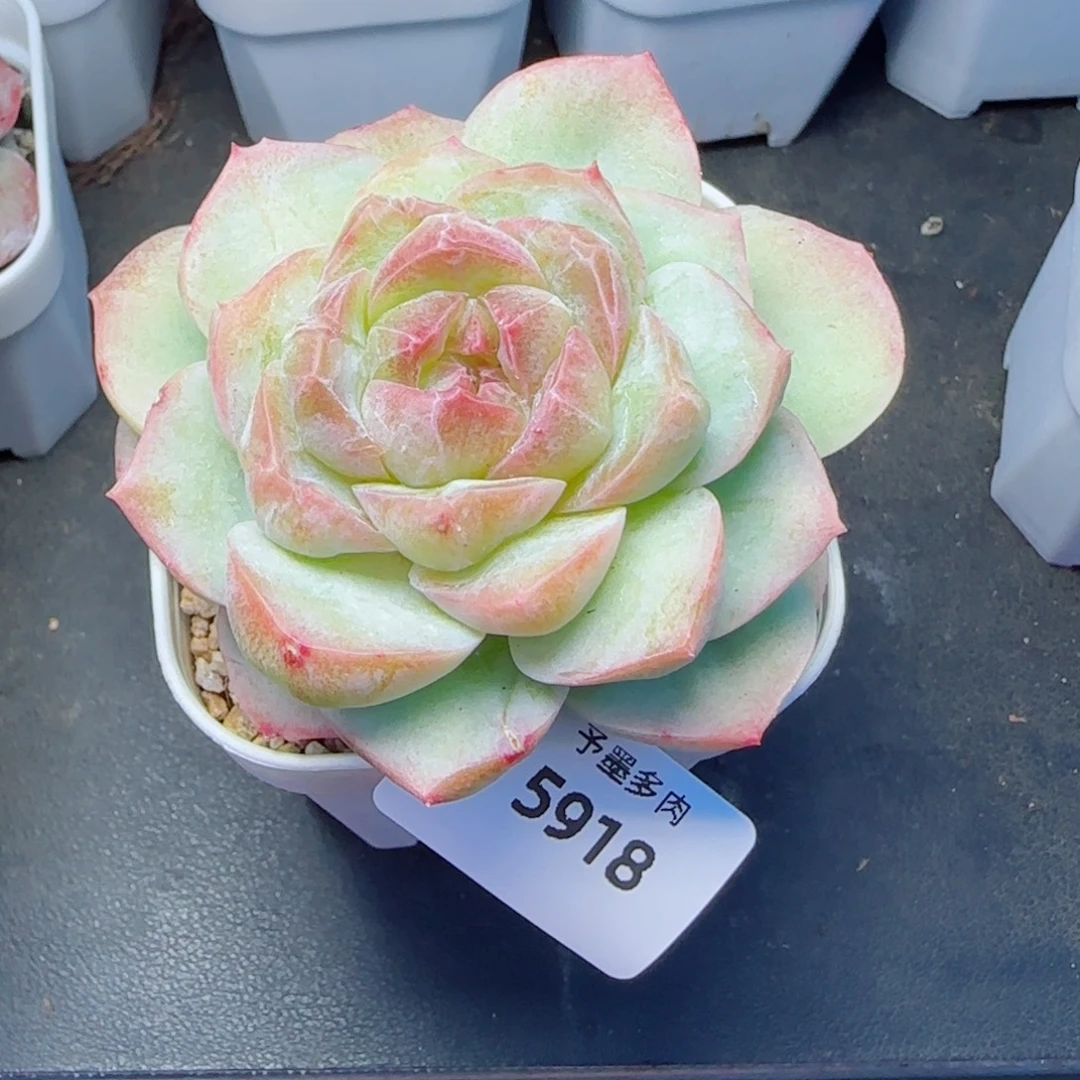 梦幻泡影石化，5918多肉植物
