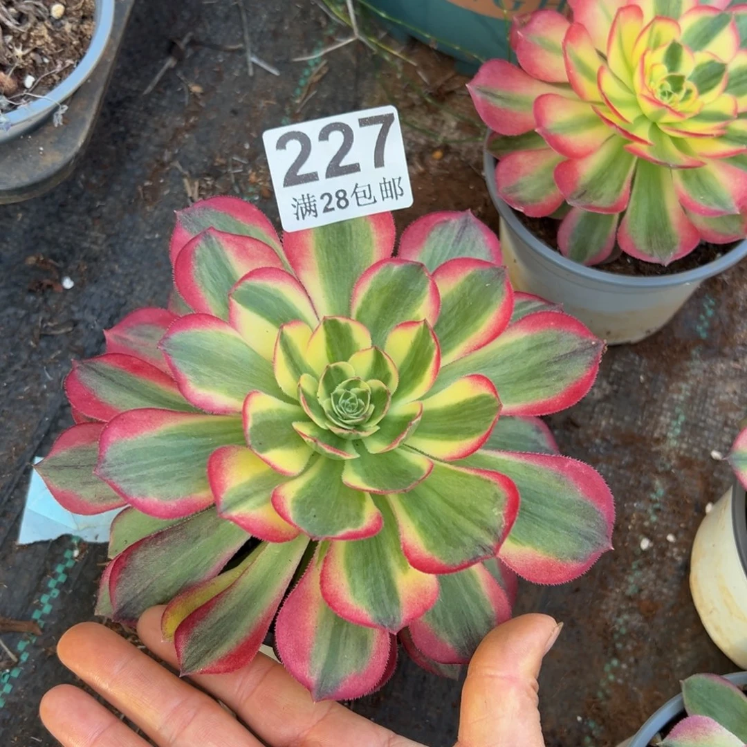 多肉植物227无售后