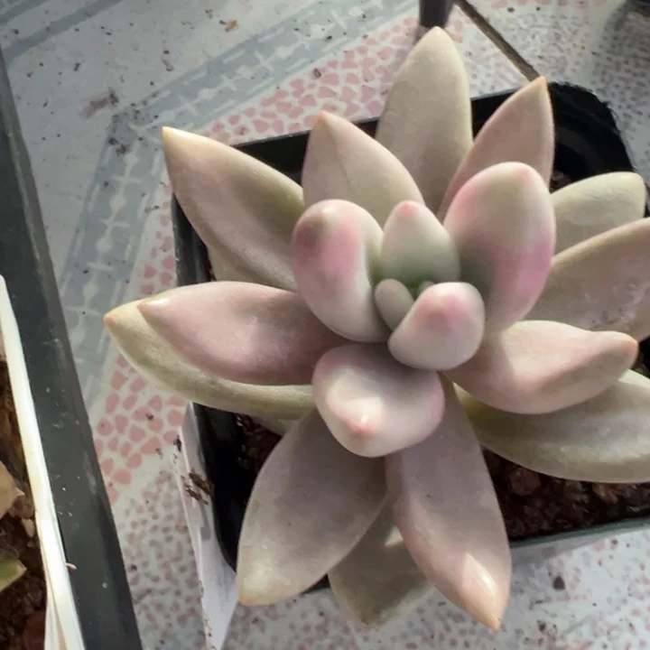 桃花源锦多肉植物1291