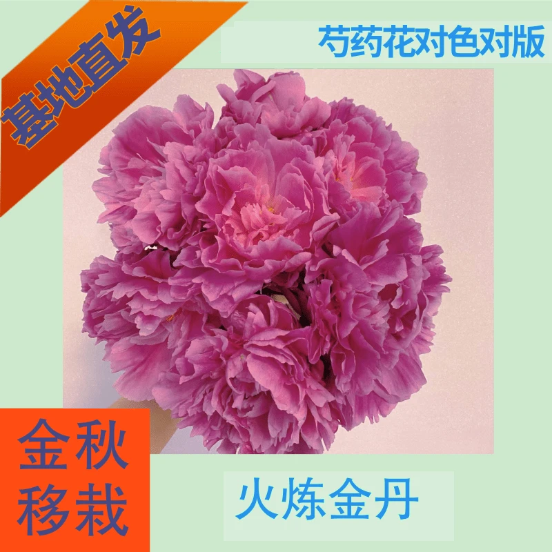 重瓣【火炼金丹】芍药苗秋季移栽5月花神重瓣鲜花易养活庭院种植