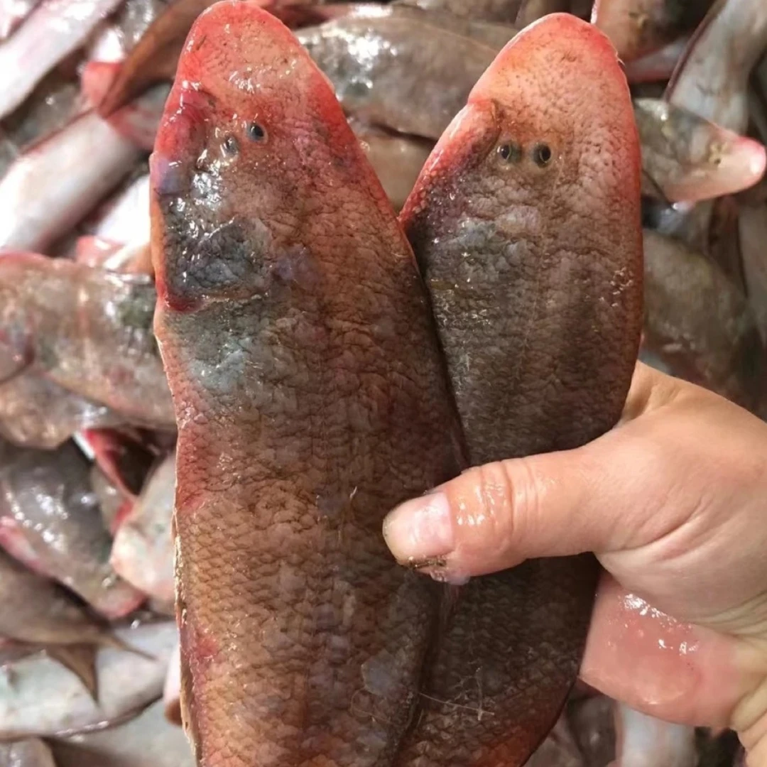 小红婵龙舌（龙利鱼）5斤省内包邮海鲜老板鱼龙舌鱼牛舌头新鲜