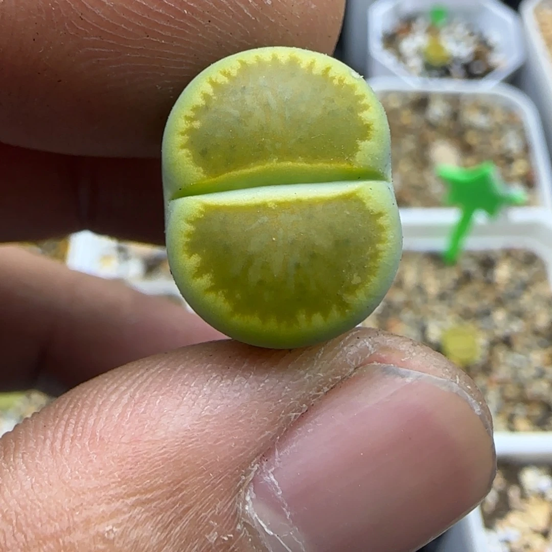 824 生石花大棚直播