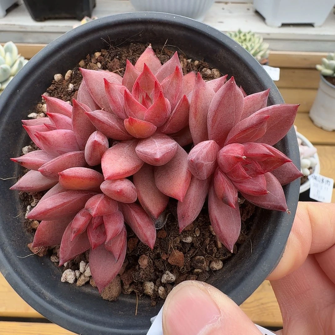 红糖卡11121111-82