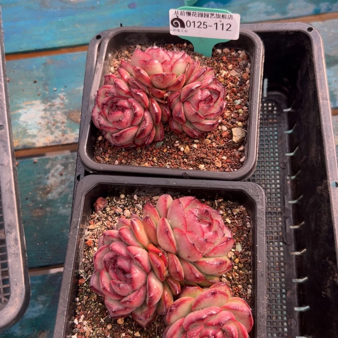 多肉一物一拍0125-112