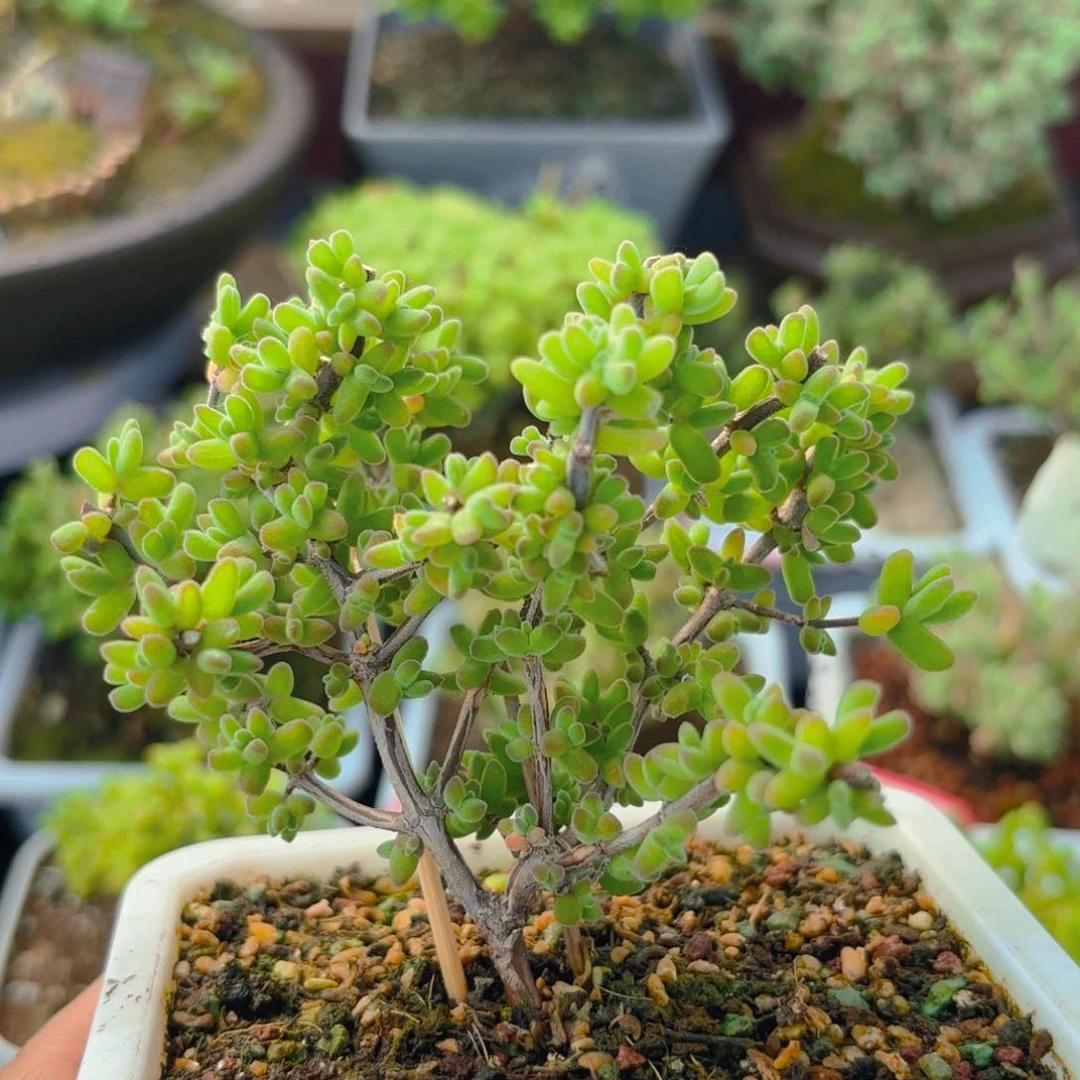 虾沙坠化老桩735。