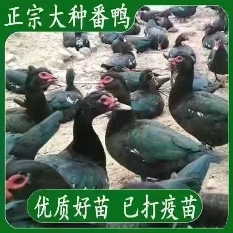 宠物鸭西洋鸭黑番鸭