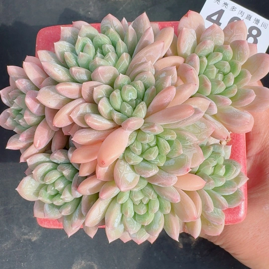 百达翡翠      愿你一路坦途，乘风破浪展宏图