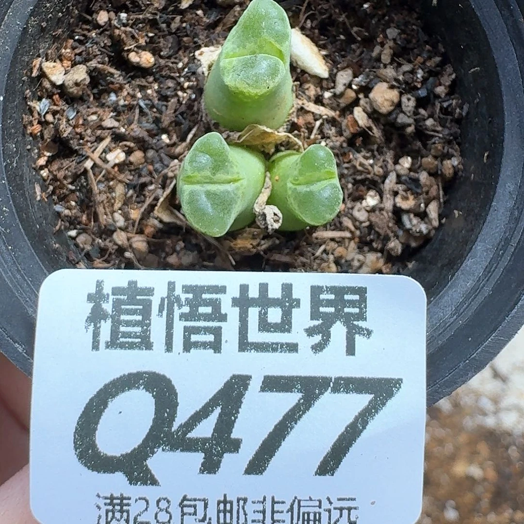 多肉植物的润泽吃