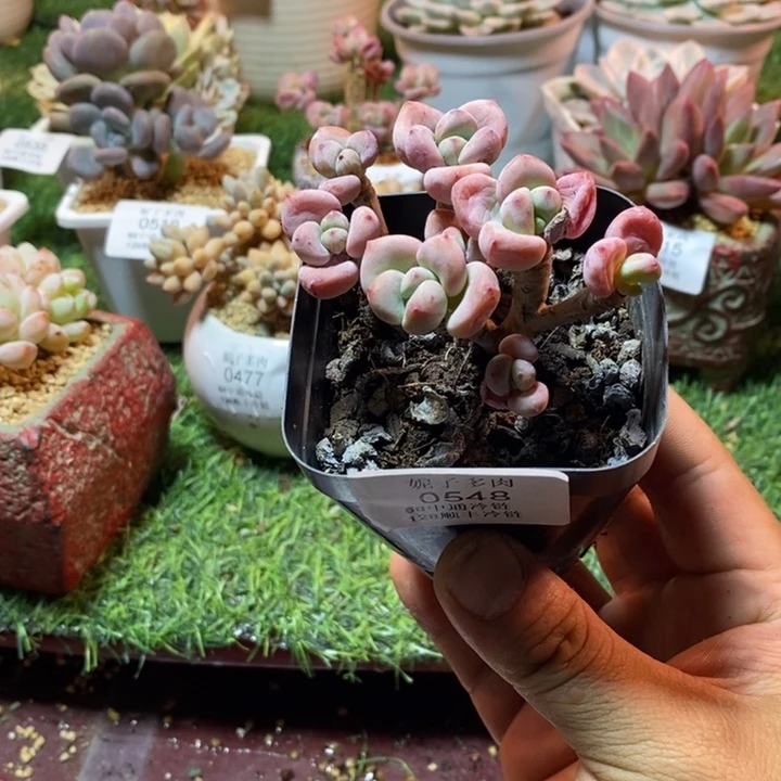 小***锵0548啊啊啊啊啊啊啊啊啊