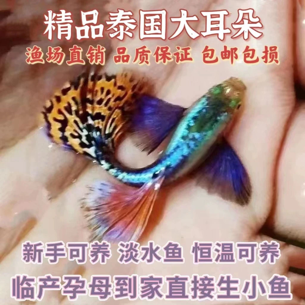 直播间精品福利孔雀鱼泰系大耳朵马赛克大号种鱼（入缸后不包损）