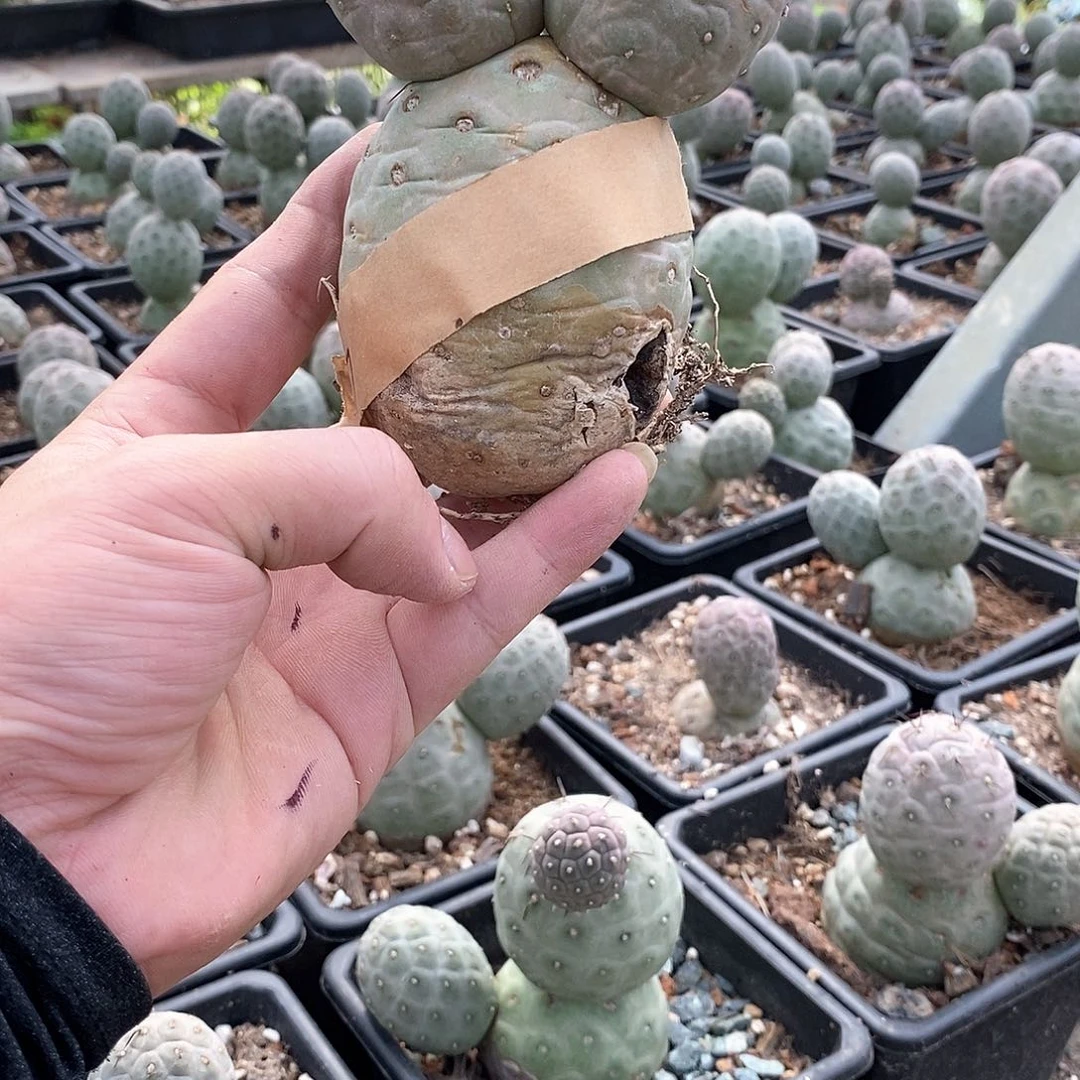 5号选手。