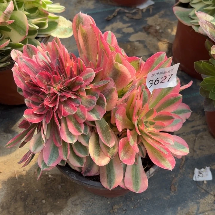 红袖坠多肉法师3627