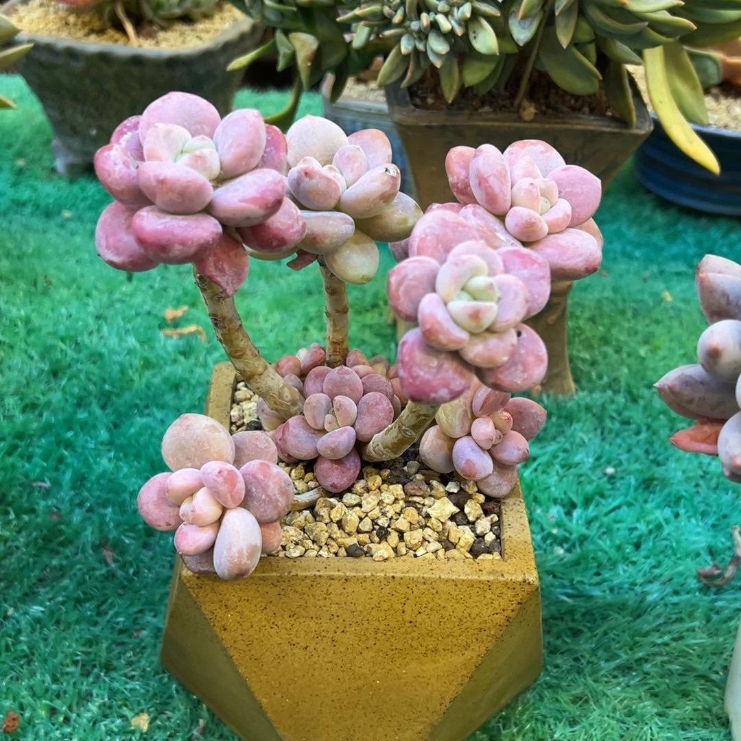 红洛神，，，，，，，，，，，，，，，