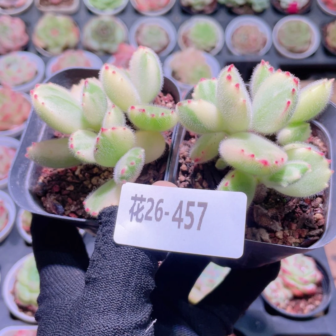 L***୭花利美26-457白熊2颗不售后