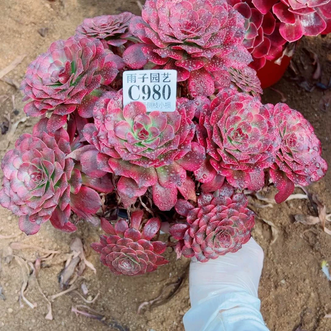 980美姬尺寸28左右