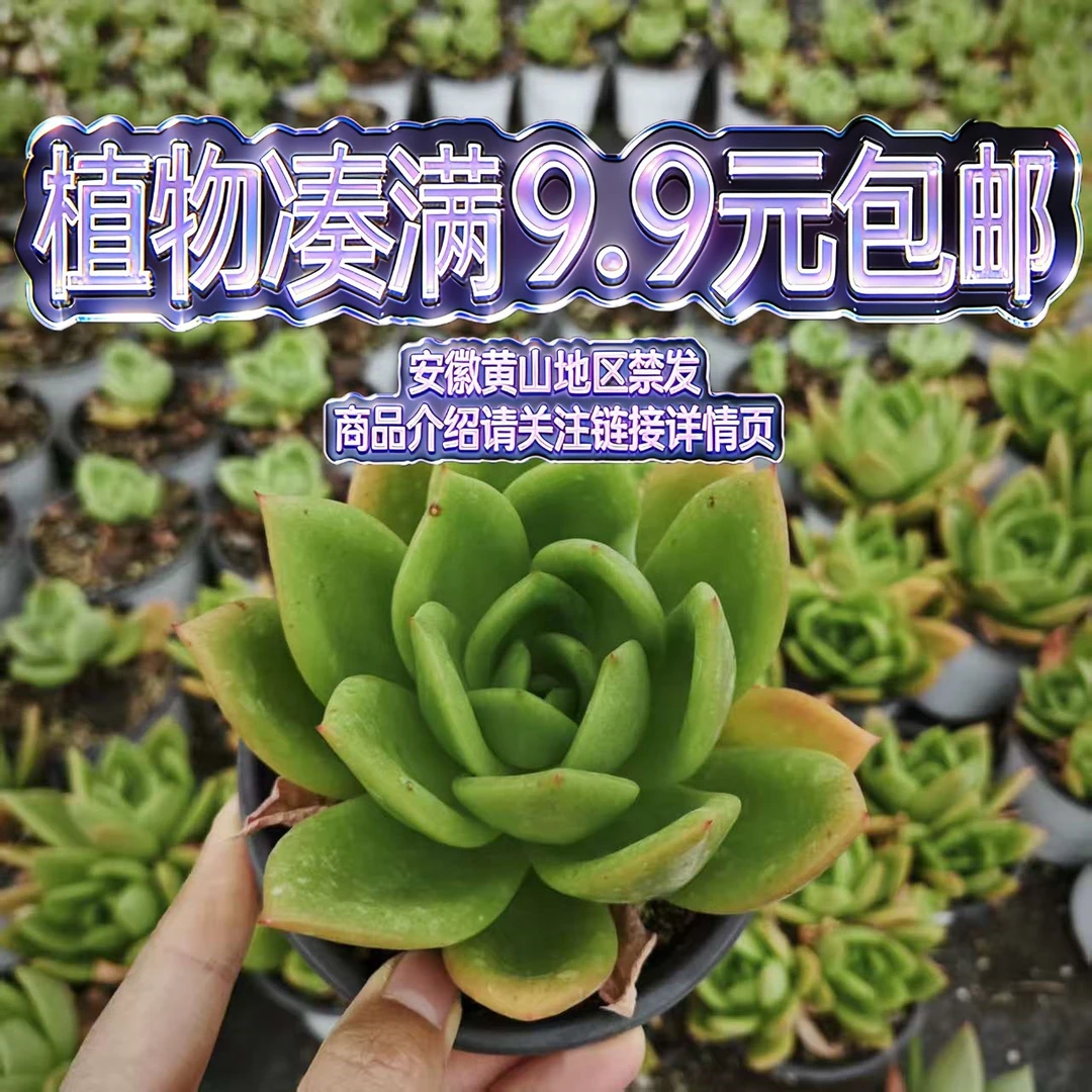 （翠花-单群混发）多肉要满9.9邮 多肉植物绿植吸甲醛（以直播为准）