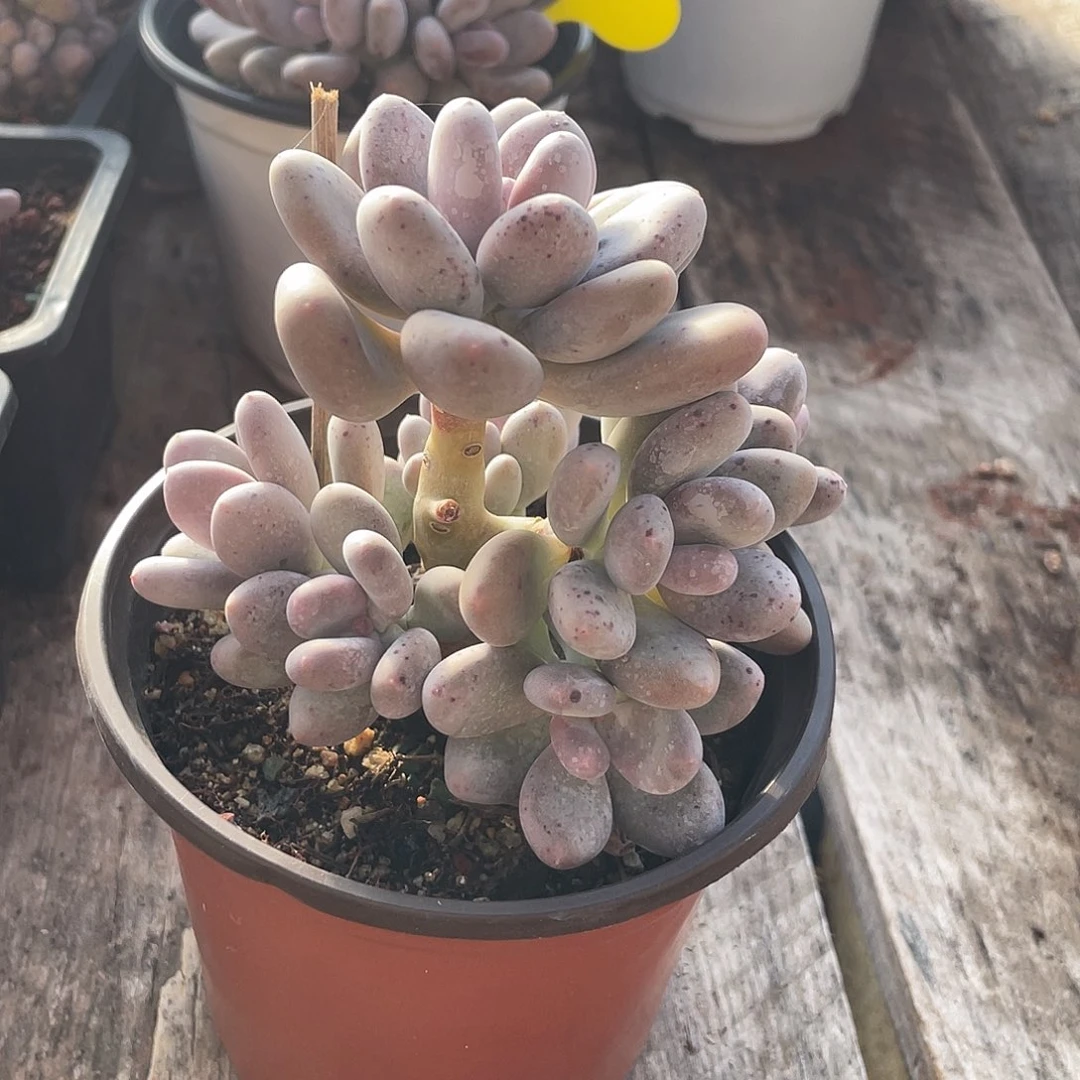 蛋黄奶多肉植物群生199