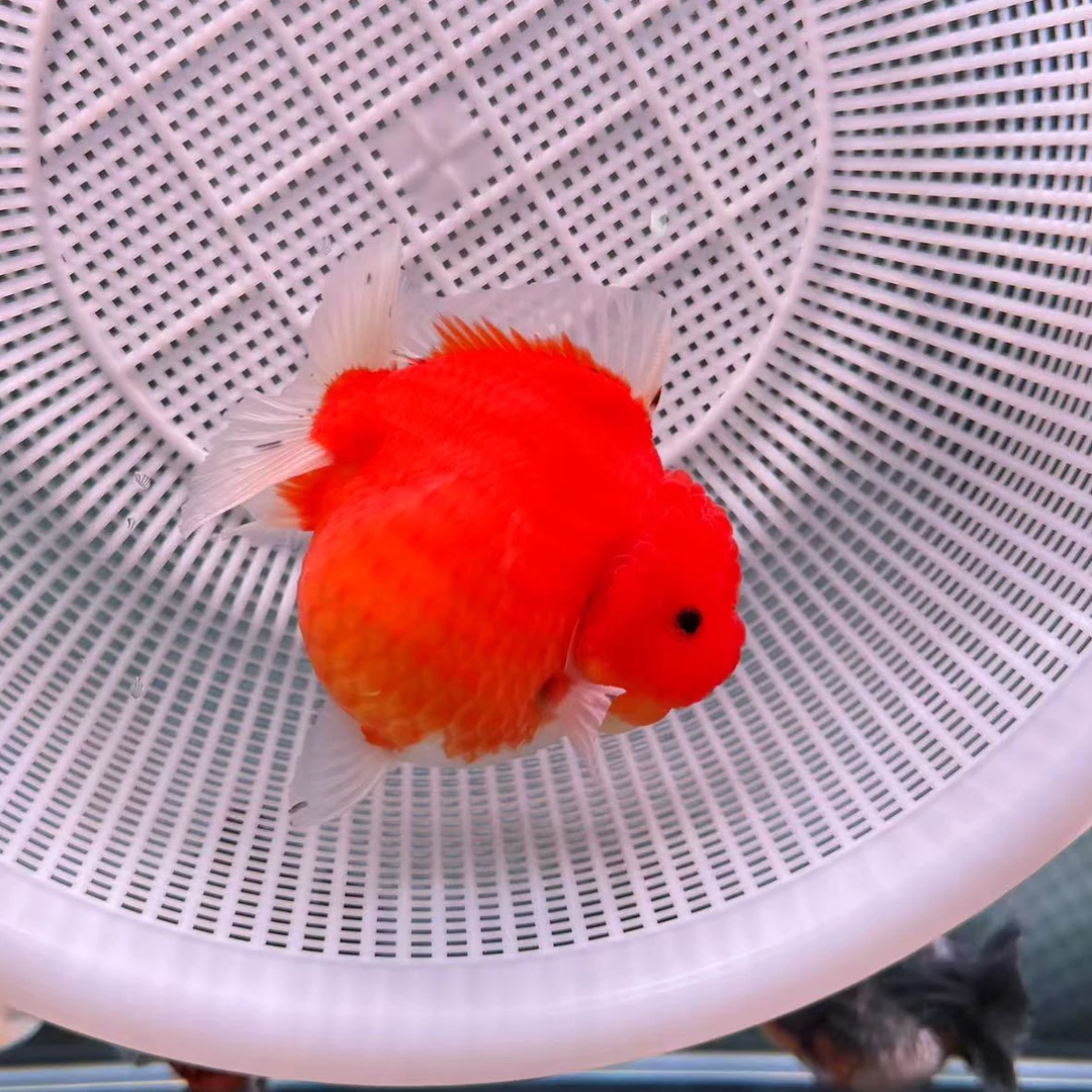 【顺丰特快包邮】泰狮金鱼 观赏鱼 宠物鱼 送货上门