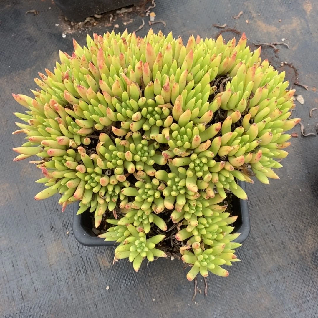s***.福利多肉植物啦啦啦