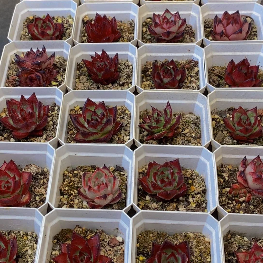 080多肉植物保护研究所所长